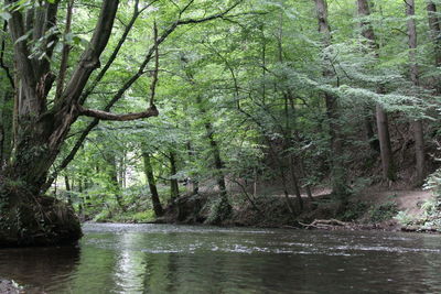 Scenic view of river with trees in background