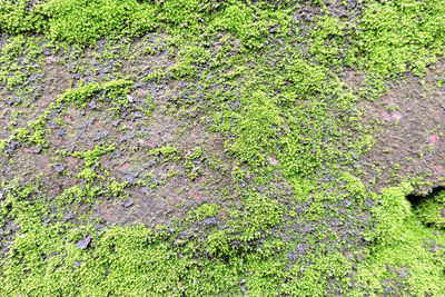 Full frame shot of moss covered land