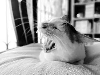 Close-up of cat yawning