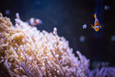 Clownfish swimming near coral in sea