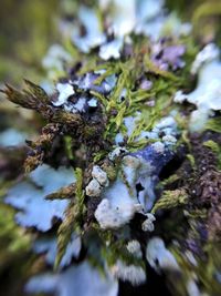 Close-up of snow on plant