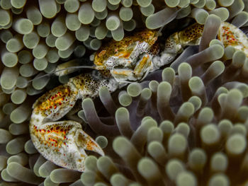 Close-up of fish in sea