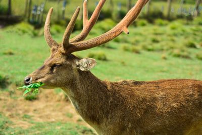 Side view of deer on field