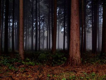 Trees in forest