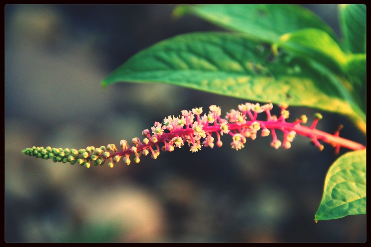 flower, freshness, growth, fragility, close-up, focus on foreground, beauty in nature, petal, plant, nature, bud, transfer print, leaf, auto post production filter, flower head, blooming, pink color, selective focus, outdoors, stem