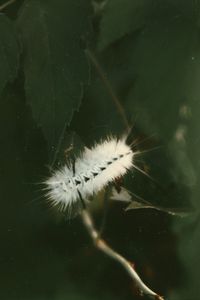 Close-up of white dandelion flower