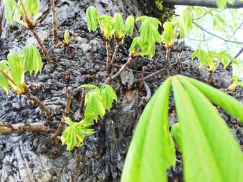 Close-up of leaves