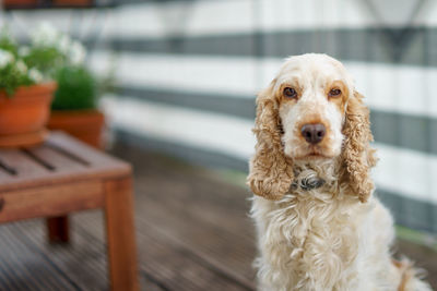 Close-up of dog relaxing outdoors