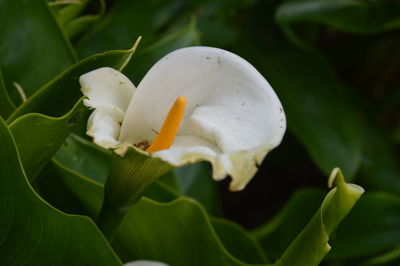 Close-up of white flowering plant