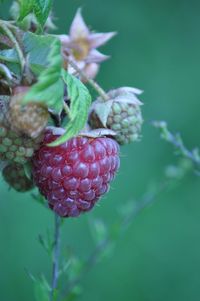 Close-up of fruits on plant