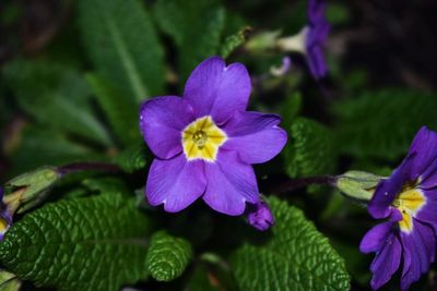 Close-up of purple flowers blooming outdoors