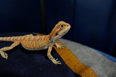 Close-up of lizard