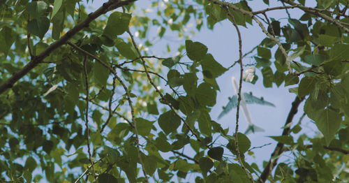 Low angle view of flowering plant against sky