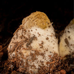 soil