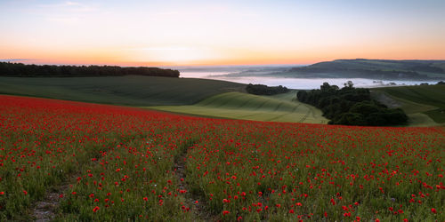 landscape