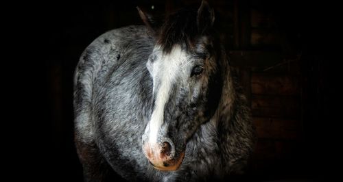 Close-up of a horse