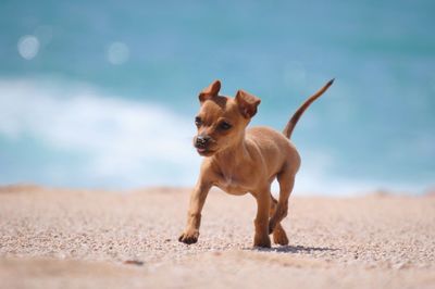 Portrait of dog on beach against sky