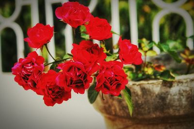 Close-up of red flower