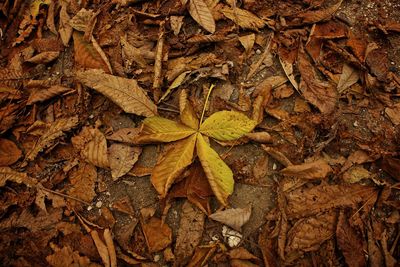 Full frame shot of dry maple leaf