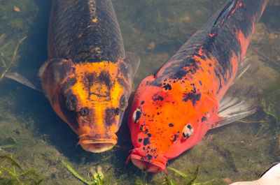 Close-up of fish swimming in water