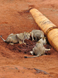 Lions drinking from a dripping water pipe