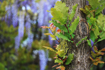 Close-up of plant growing on tree trunk