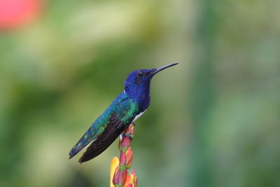 Close-up of bird perching outdoors