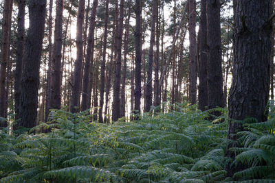 Trees growing in forest