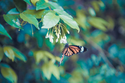 Butterfly on flower