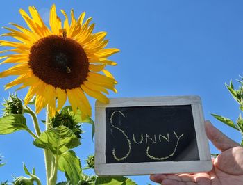 Close-up of sunflower against the sky