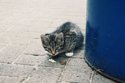 Cat looking away