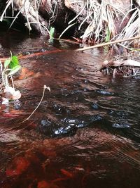 Stream flowing through rocks