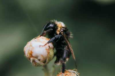 Close-up of insect