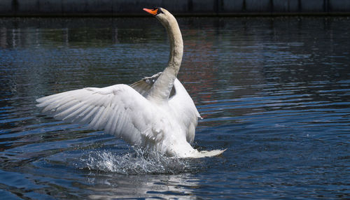 Mute swan flapping wings in lake
