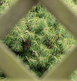 High angle view of succulent plant