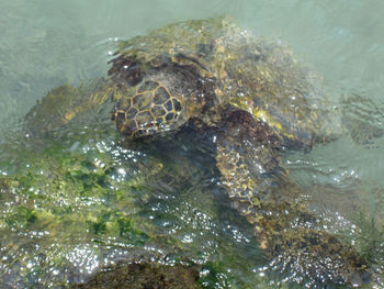 High angle view of turtle in sea