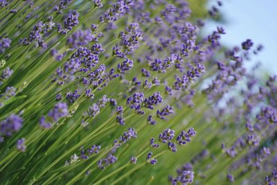 Close-up of purple flowers