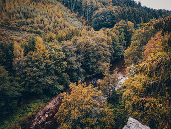 High angle view of autumn trees in forest