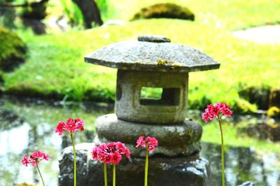 Close-up of pink flowers