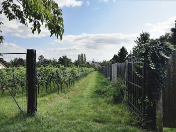 Panoramic shot of trees on field against sky