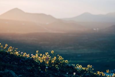 Plants growing on mountain