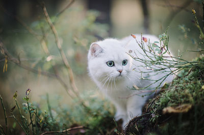 Portrait of white cat