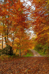 View of autumnal trees by footpath during autumn