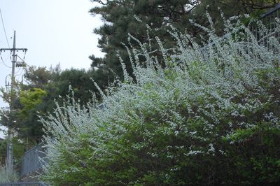 Plants and trees against sky