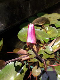 Close-up of pink lotus water lily
