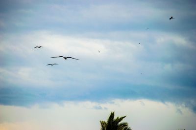 Low angle view of birds flying in sky