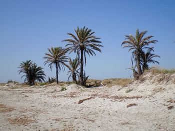 Palm trees on desert against clear blue sky