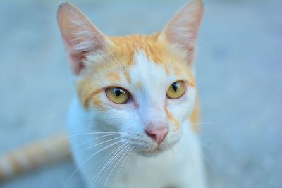 Close-up portrait of cat