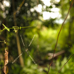 Close-up of wet spider web on plant