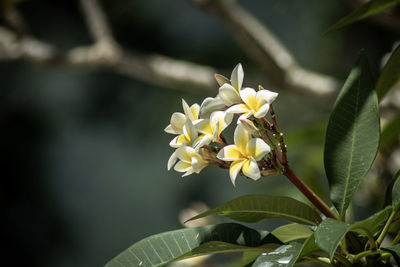 Close-up of white flowering plant